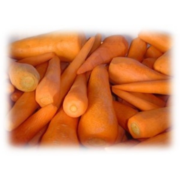CARROT