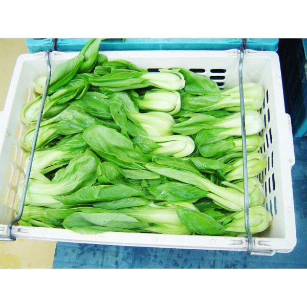CANTONESE
